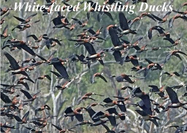 White faced Whistling Ducks